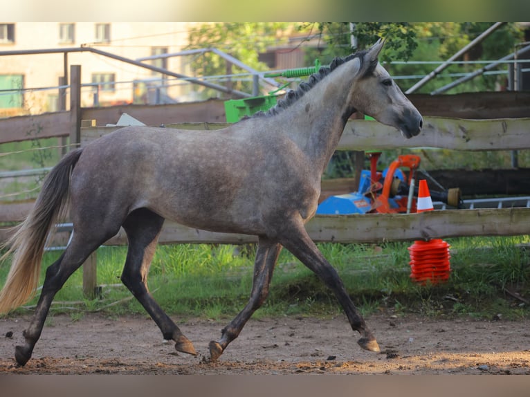 Caballo de deporte español Yegua 3 años 160 cm Tordo in Eickhog