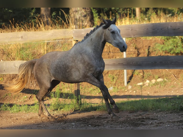 Caballo de deporte español Yegua 3 años 160 cm Tordo in Eickhog