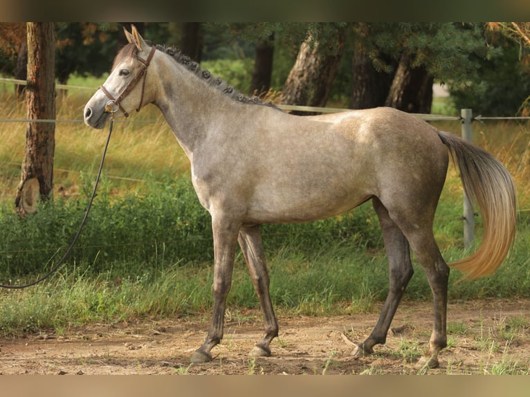 Caballo de deporte español Yegua 3 años 160 cm Tordo in Eickhog