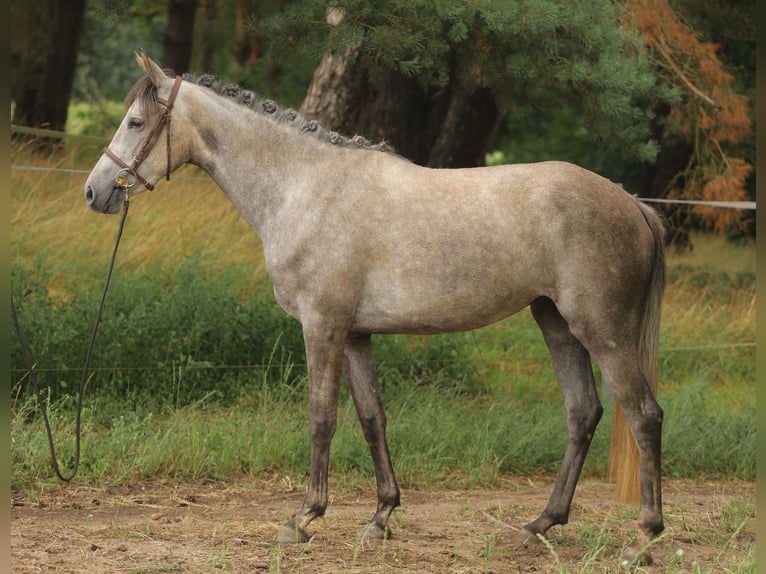 Caballo de deporte español Yegua 3 años 160 cm Tordo in Eickhog