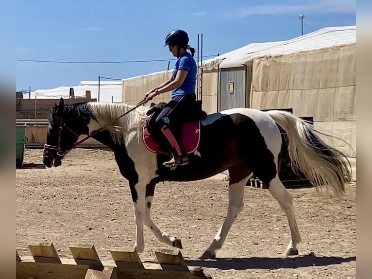 Caballo de deporte español Yegua 3 años 164 cm Pío in Loma Cabrera