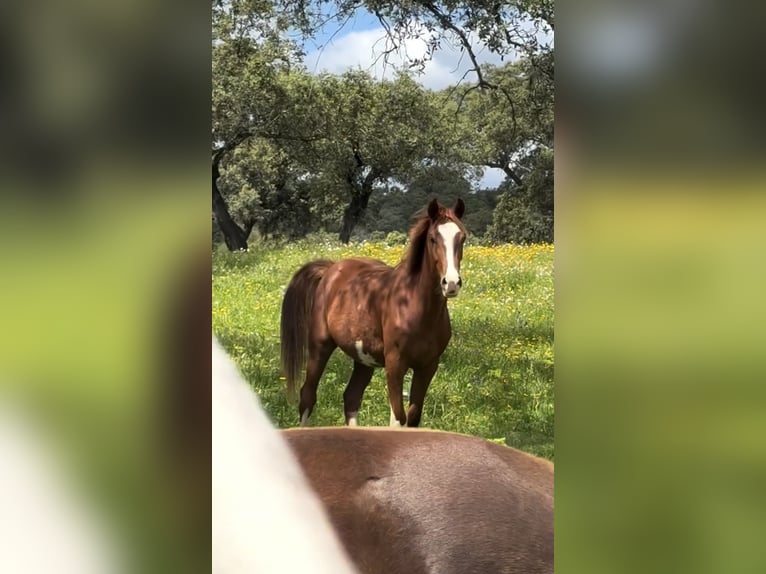 Caballo de deporte español Yegua 3 años 165 cm Alazán in Gerena