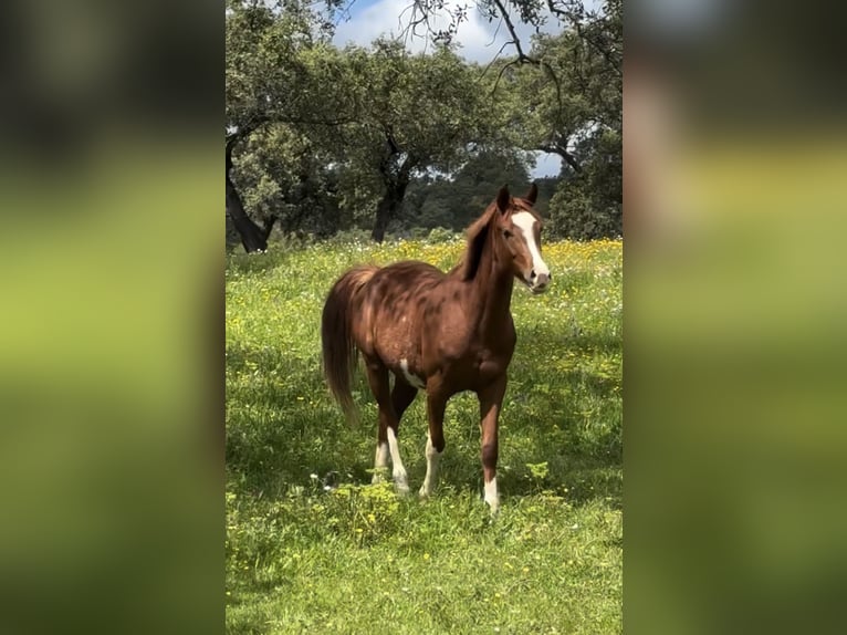 Caballo de deporte español Yegua 3 años 165 cm Alazán in Gerena