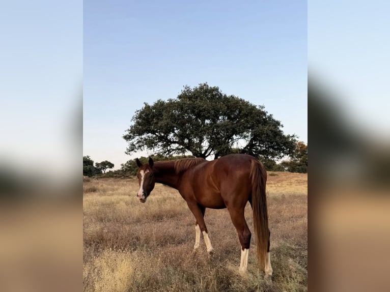 Caballo de deporte español Yegua 3 años 165 cm Alazán in Gerena