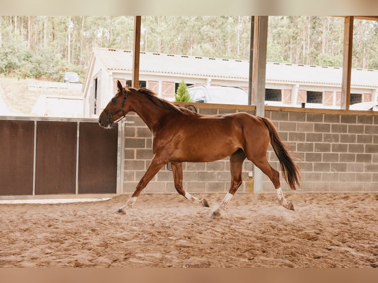Caballo de deporte español Yegua 3 años 165 cm Alazán in A Coruña