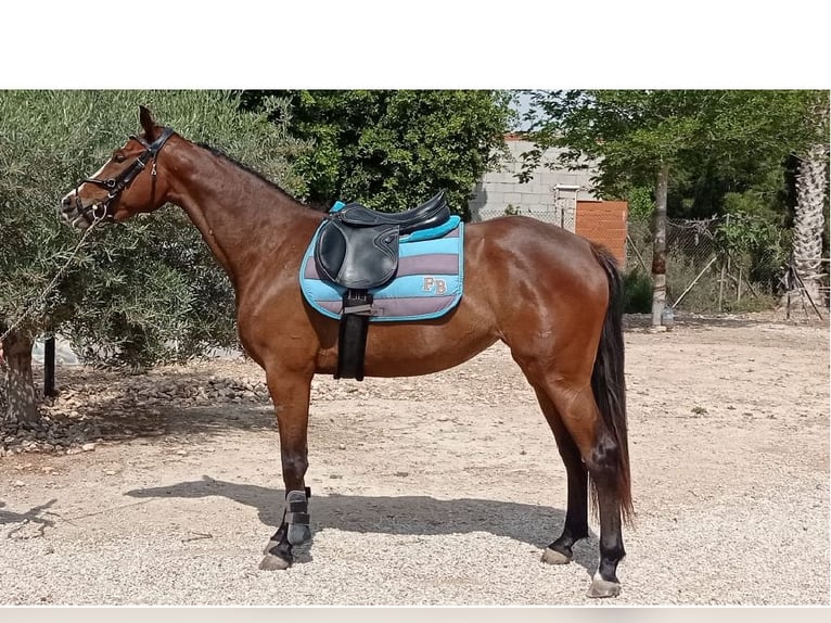 Caballo de deporte español Yegua 3 años 165 cm Castaño rojizo in Don Faustino (Vereda)