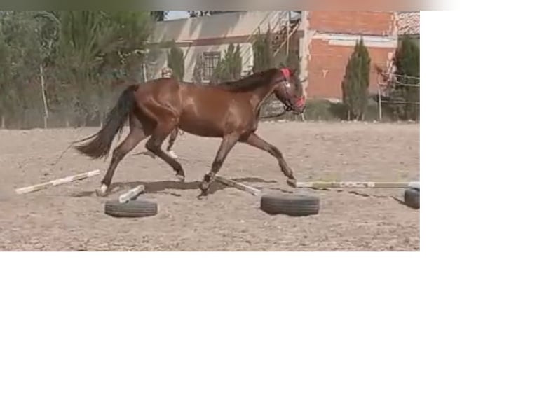 Caballo de deporte español Yegua 3 años 165 cm Castaño rojizo in Don Faustino (Vereda)