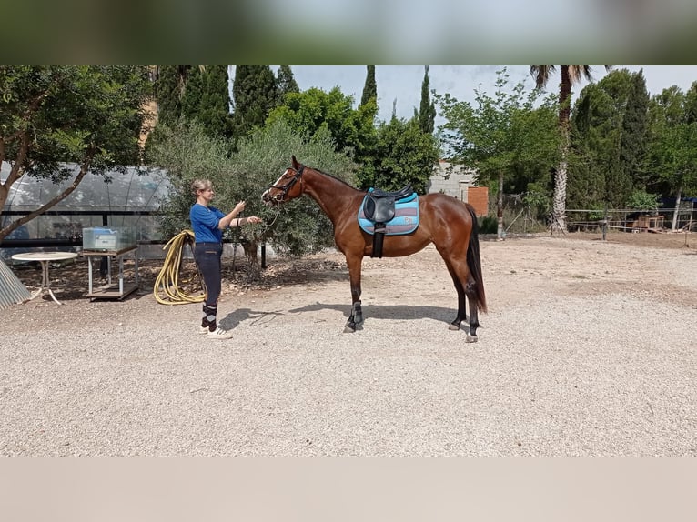 Caballo de deporte español Yegua 3 años 165 cm Castaño rojizo in Don Faustino (Vereda)