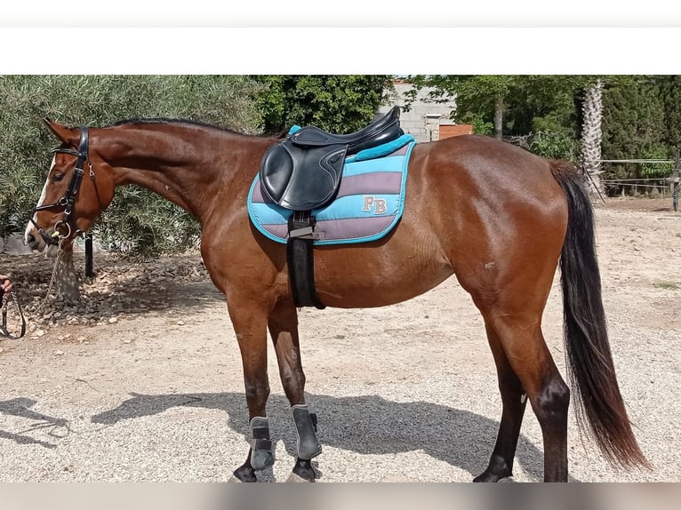Caballo de deporte español Yegua 3 años 165 cm Castaño rojizo in Don Faustino (Vereda)