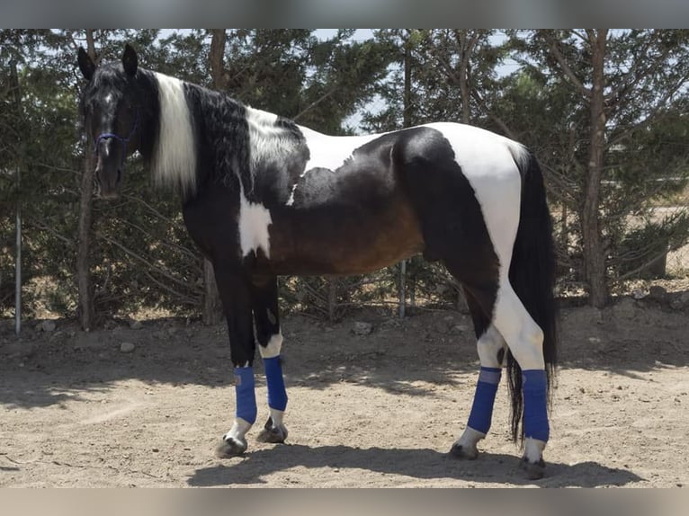 Caballo de deporte español Yegua 3 años 170 cm Pío in La Cañada de san Urbano