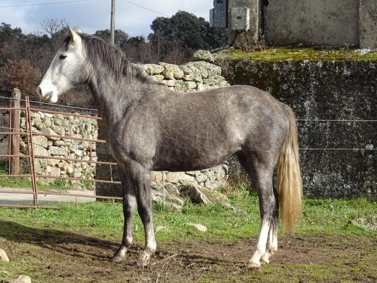 Caballo de deporte español Yegua 3 años Tordo in Las Uces