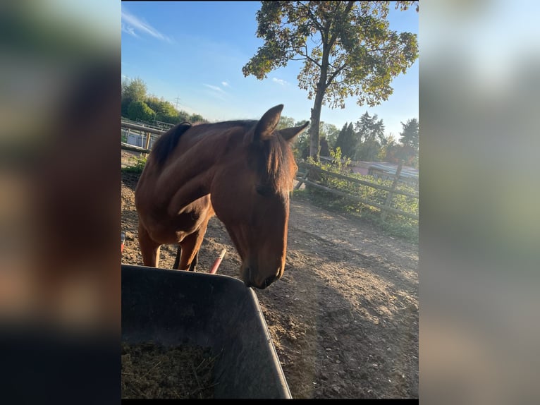 Caballo de deporte español Yegua 4 años 150 cm Castaño in Lindlar