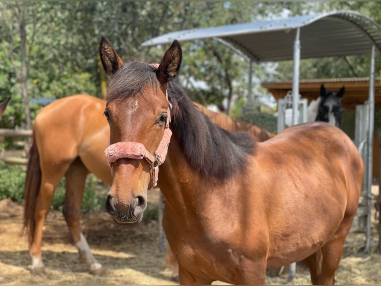 Caballo de deporte español Yegua 4 años 150 cm Castaño in Lindlar