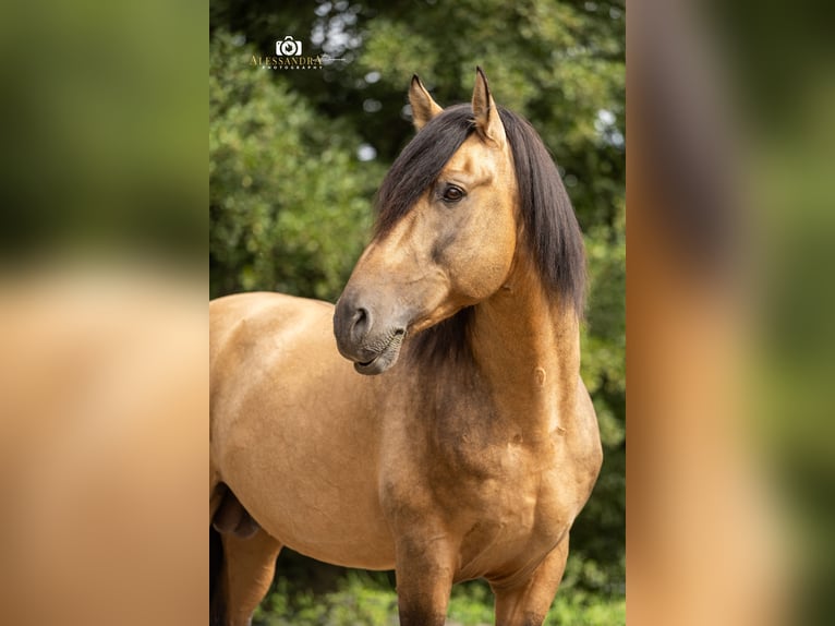 Caballo de deporte español Yegua 4 años 155 cm Buckskin/Bayo in Bad Feilnbach