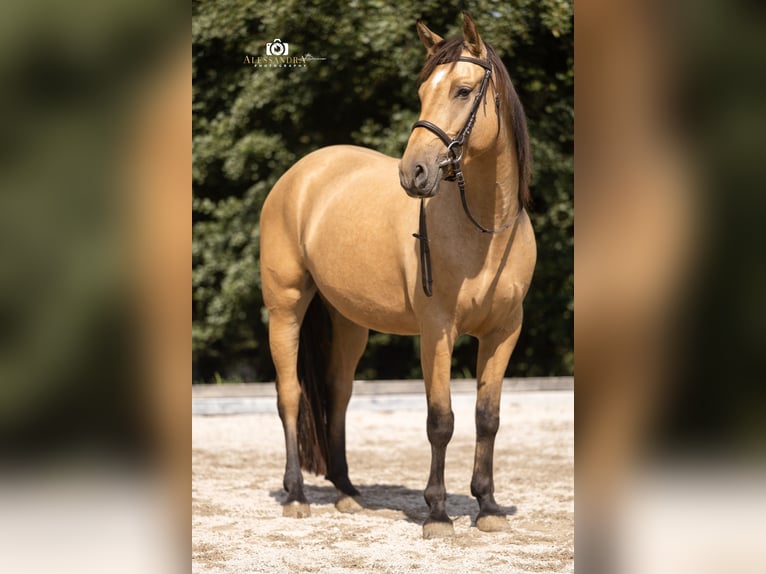 Caballo de deporte español Yegua 4 años 155 cm Buckskin/Bayo in Bad Feilnbach