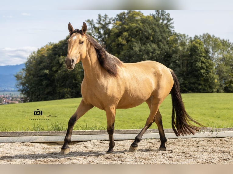 Caballo de deporte español Yegua 4 años 155 cm Buckskin/Bayo in Bad Feilnbach