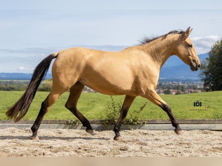 Caballo de deporte español Yegua 4 años 155 cm Buckskin/Bayo in Bad Feilnbach