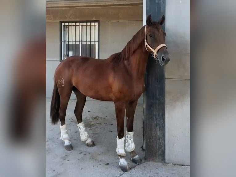 Caballo de deporte español Yegua 4 años 156 cm Alazán in Sevilla