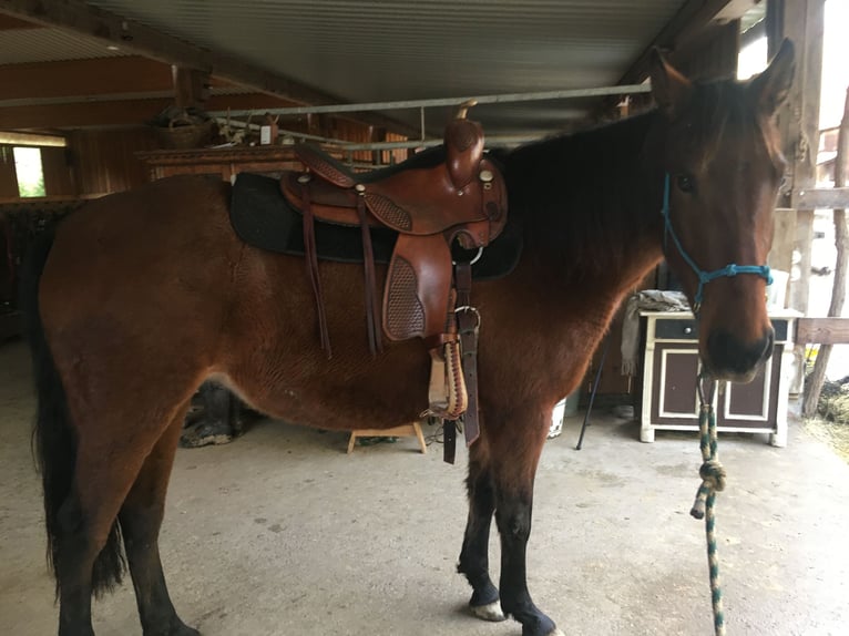 Caballo de deporte español Yegua 4 años 156 cm Castaño oscuro in Bad Sooden-Allendorf