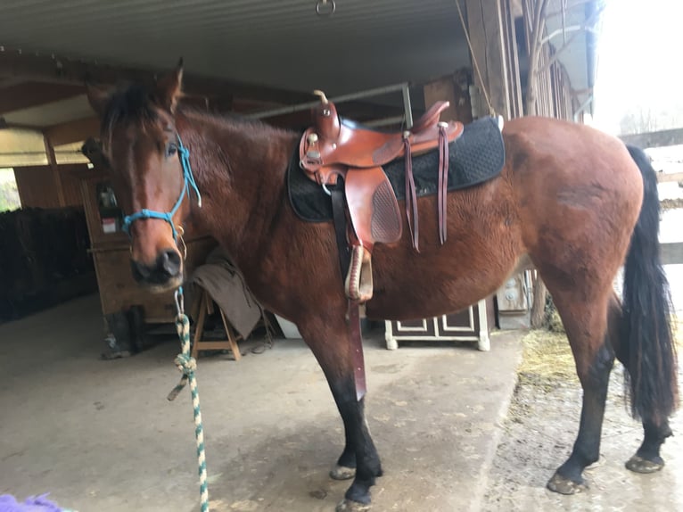 Caballo de deporte español Yegua 4 años 156 cm Castaño oscuro in Bad Sooden-Allendorf