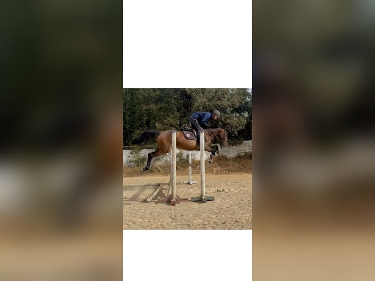 Caballo de deporte español Yegua 4 años 157 cm Castaño in Ponferrada