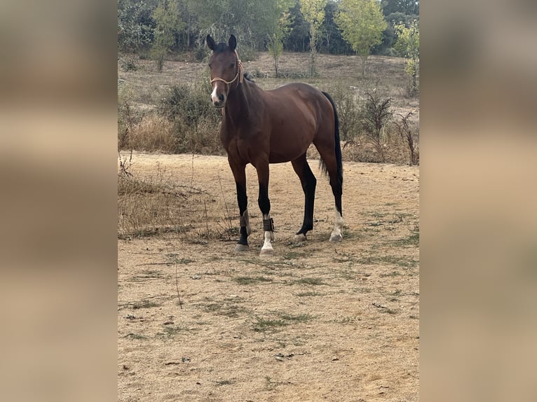 Caballo de deporte español Yegua 4 años 157 cm Castaño in Ponferrada