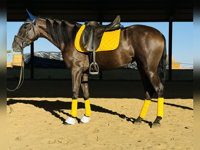 Caballo de deporte español Yegua 4 años 157 cm Negro in Madrid