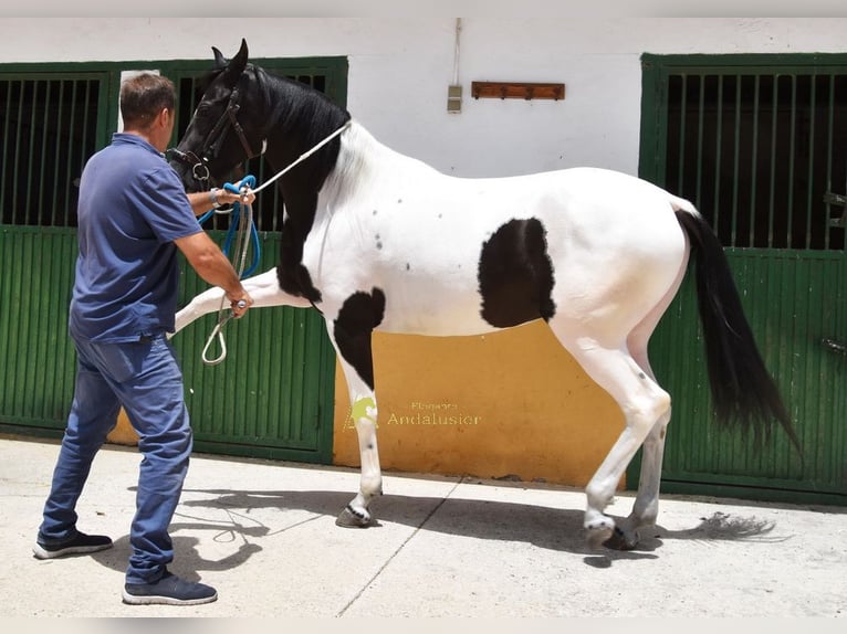 Caballo de deporte español Yegua 4 años 159 cm Pío in Provinz Granada