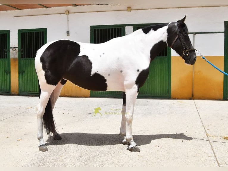 Caballo de deporte español Yegua 4 años 159 cm Pío in Provinz Granada