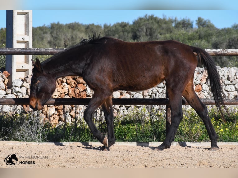 Caballo de deporte español Yegua 4 años 160 cm Castaño in Menorca