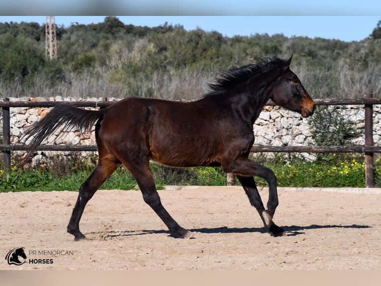 Caballo de deporte español Yegua 4 años 160 cm Castaño in Menorca