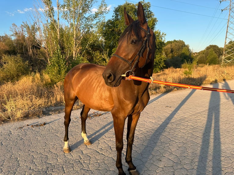 Caballo de deporte español Yegua 4 años 160 cm Castaño oscuro in Madrid