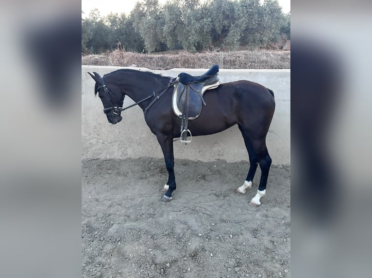 Caballo de deporte español Yegua 4 años 160 cm Negro in Villanueva De La Concepcion