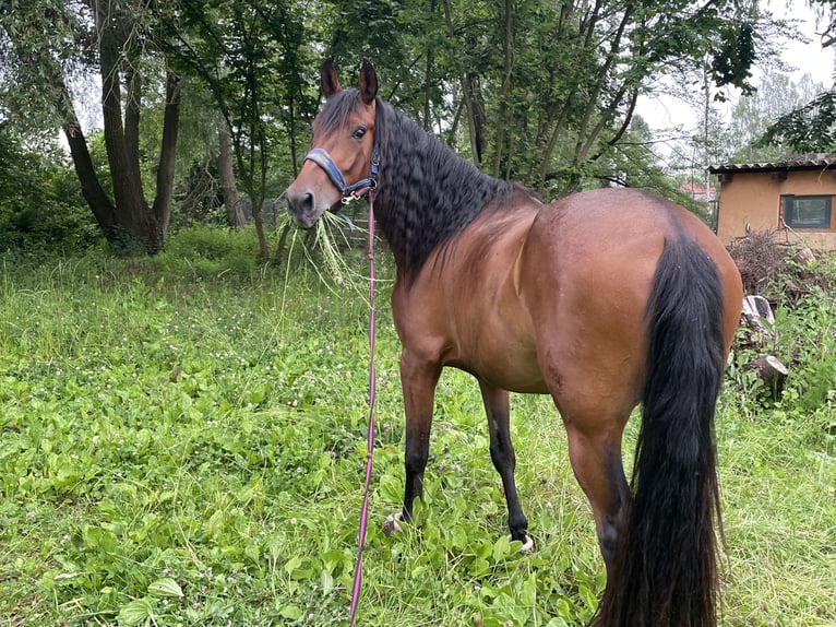 Caballo de deporte español Yegua 4 años 162 cm Castaño in Seligenstadt