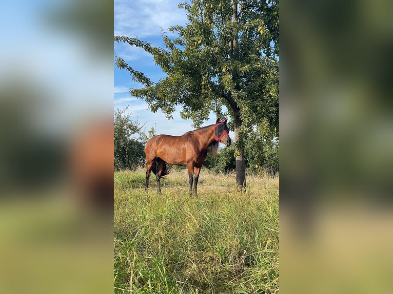 Caballo de deporte español Yegua 4 años 162 cm Castaño in Seligenstadt