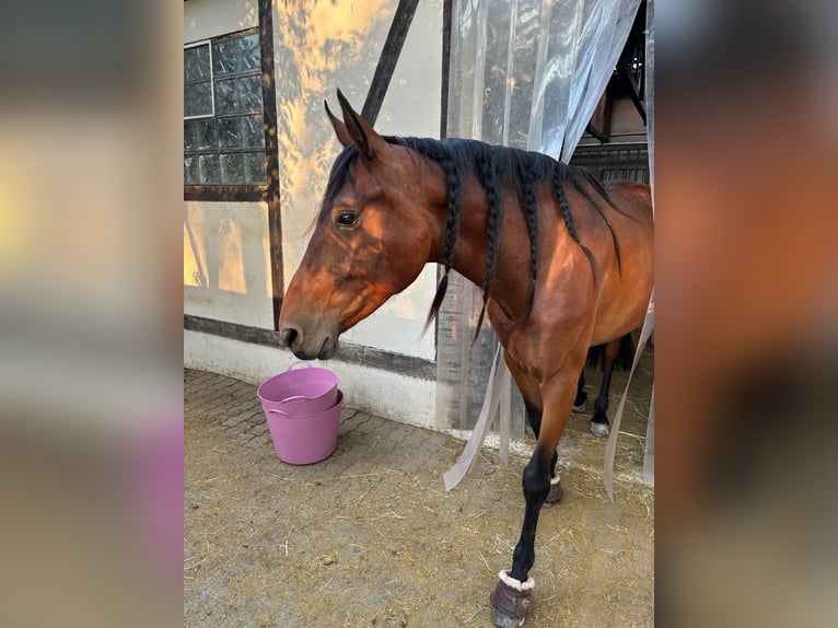 Caballo de deporte español Yegua 4 años 162 cm Castaño in Seligenstadt