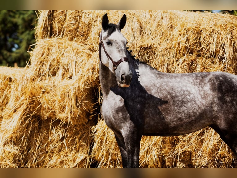 Caballo de deporte español Yegua 4 años 169 cm Tordo in Puebla De Sancho Perez