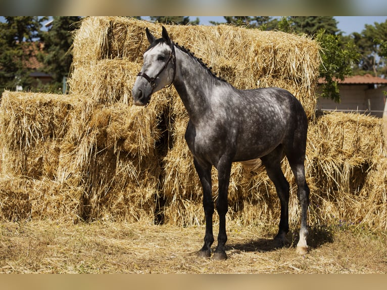 Caballo de deporte español Yegua 4 años 169 cm Tordo in Puebla De Sancho Perez