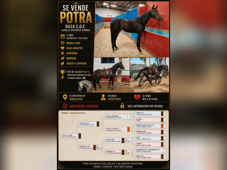 Caballo de deporte español Yegua 4 años 170 cm Castaño oscuro in Granada