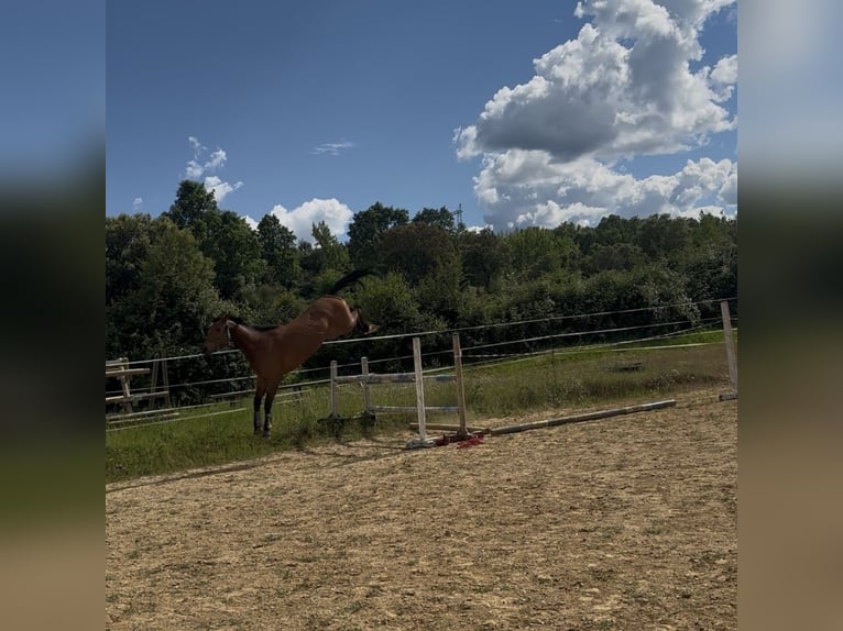 Caballo de deporte español Yegua 4 años 176 cm Castaño claro in Ponferrada