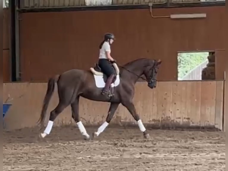Caballo de deporte español Yegua 4 años 180 cm Alazán in Taramuño (San Vicente De Vigo-Carral)