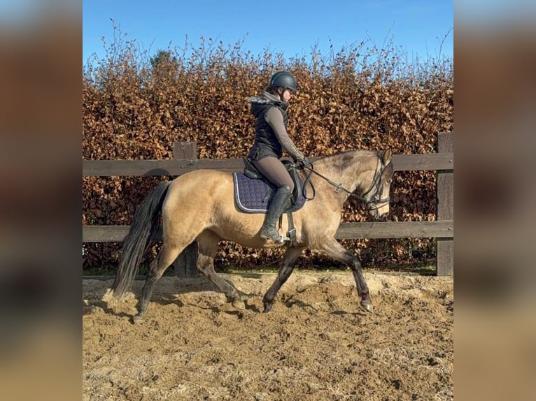 Caballo de deporte español Yegua 5 años 155 cm Bayo in Daleiden