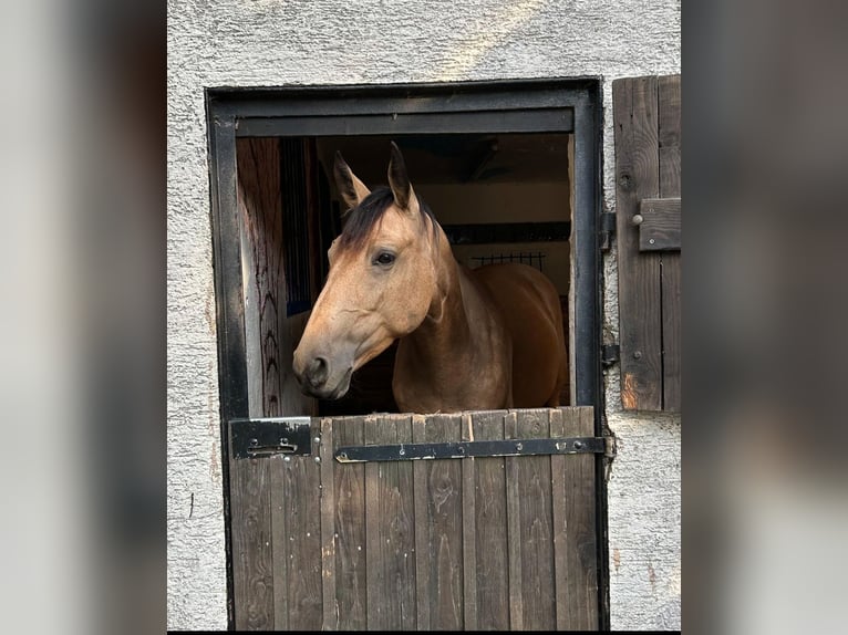 Caballo de deporte español Yegua 5 años 156 cm Bayo in Kleingartach