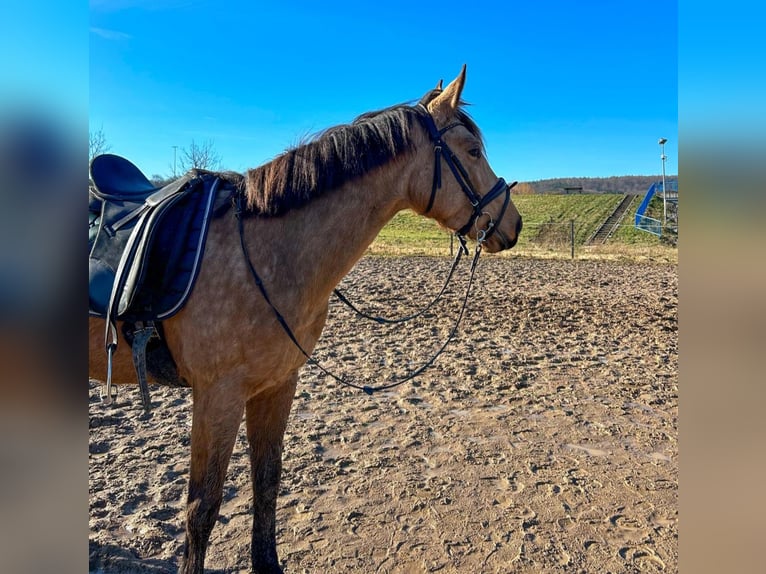 Caballo de deporte español Yegua 5 años 156 cm Bayo in Kleingartach