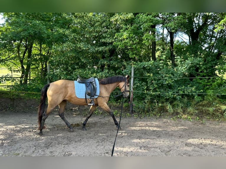 Caballo de deporte español Yegua 5 años 156 cm Bayo in Kleingartach