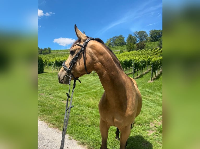 Caballo de deporte español Yegua 5 años 156 cm Bayo in Kleingartach