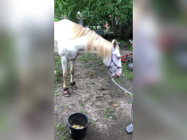 Caballo de deporte español Yegua 5 años 157 cm Cremello in Klietz