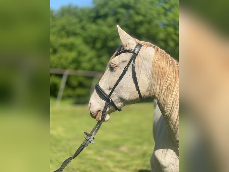 Caballo de deporte español Yegua 5 años 157 cm Cremello in Klietz