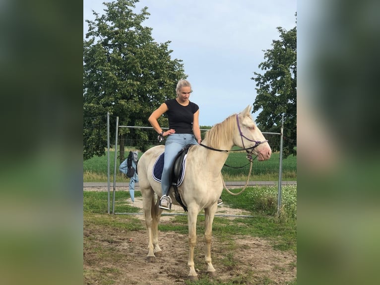 Caballo de deporte español Yegua 5 años 157 cm Cremello in Klietz