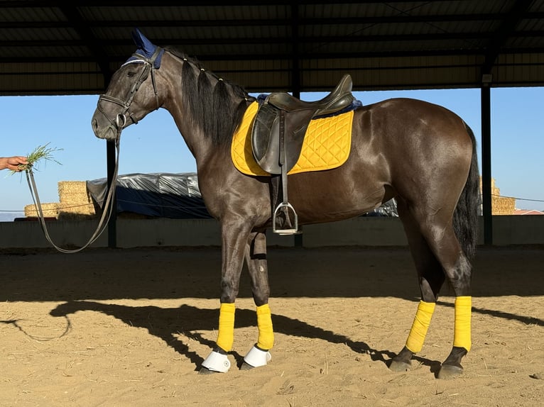 Caballo de deporte español Yegua 5 años 157 cm Negro in Madrid